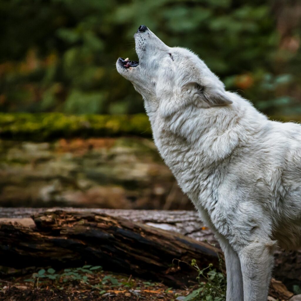 close up photo of Wolf howling