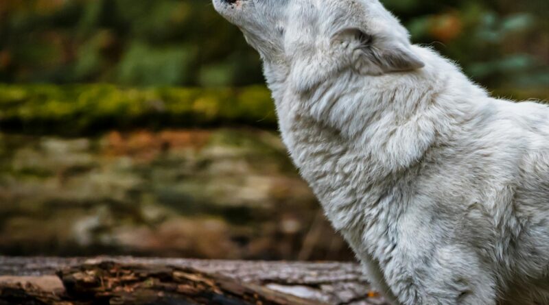 一只白狼在常绿森林中仰头长啸，近景特写只拍到狼的前半身，前景散落着几根倒下的棕色枯木，背景虚化但绿意盎然，象征恐狼复活、基因编辑与物种复活科技。🧬🐺🌲