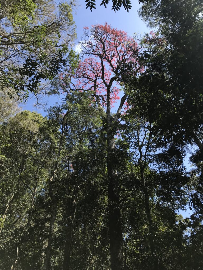 雨林冠层仰拍，绿叶掩映中一树粉花，蓝天透出