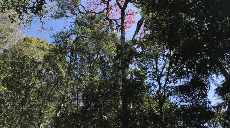 雨林冠层仰拍，绿叶掩映中一树粉花，蓝天透出