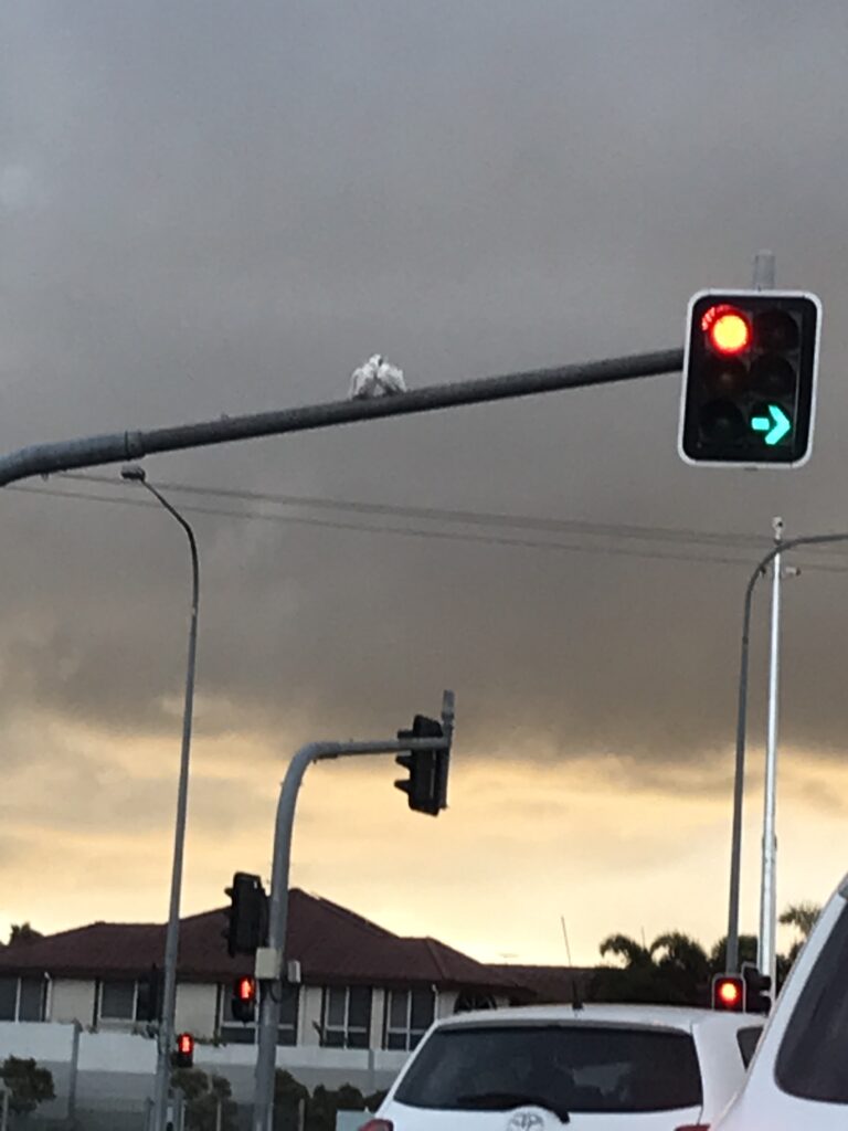 Macgregor路口日落时分，红绿灯横杆上停着两只白鹦鹉，红灯和绿箭头亮着