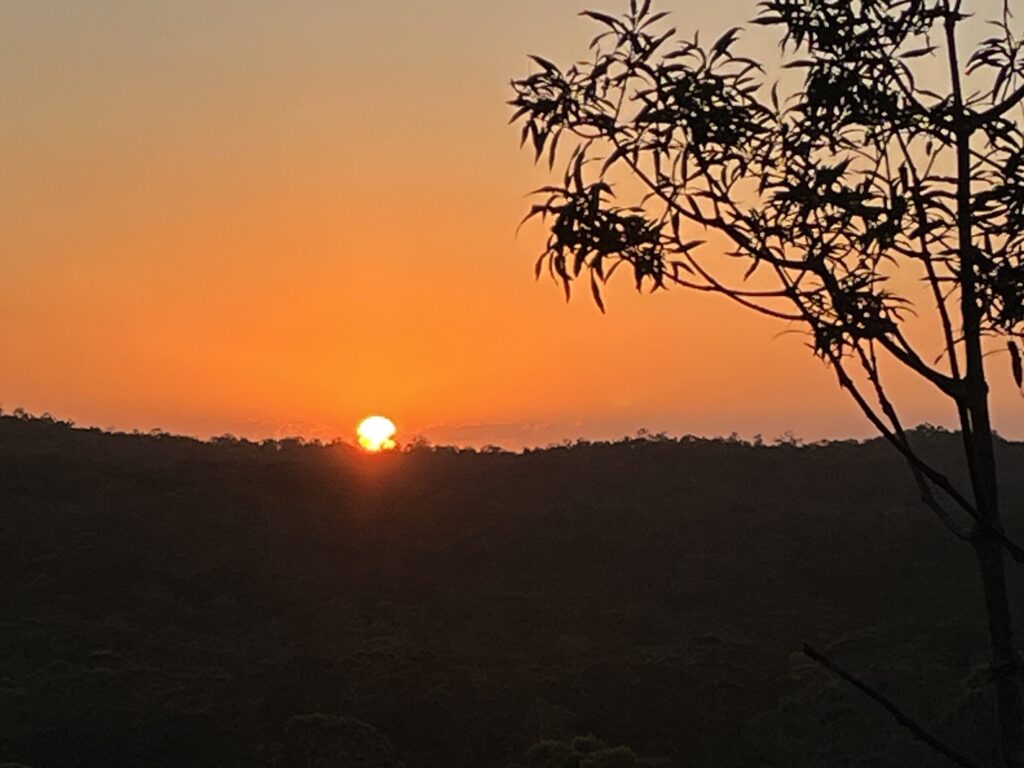 Mount Cotton日落打卡点，金色圆日即将落山，天空橙黄光芒，前景树梢剪影