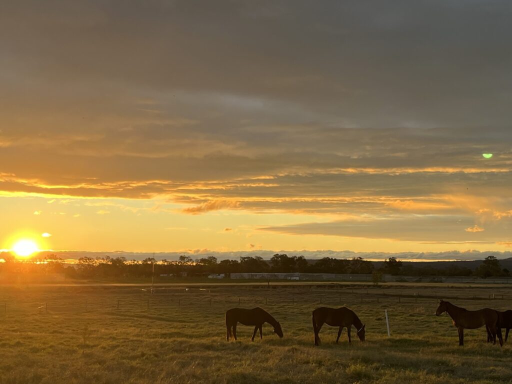 UQ加顿校区日落，金色阳光，三匹马在草地上吃草，远处大分水岭