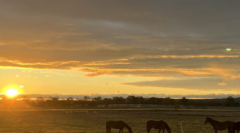 UQ加顿校区日落，金色阳光，三匹马在草地上吃草，远处大分水岭