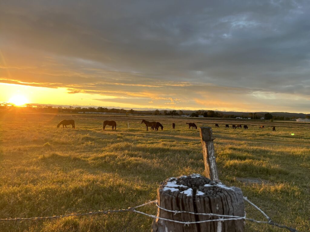 UQ加顿校区日落，金色光芒，右前景旧木栅栏桩带铁丝，远处约13匹马在吃草