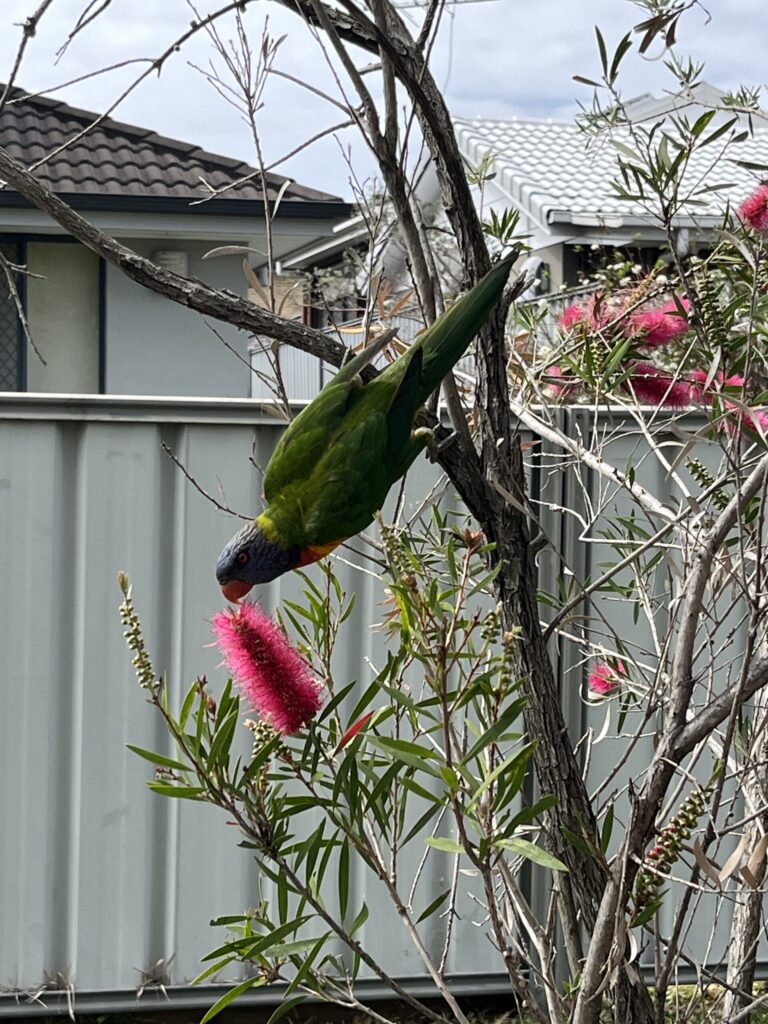 城市街道，红色瓶刷子树，彩虹鹦鹉倒挂吸食花蜜，背景绿栅栏与屋顶