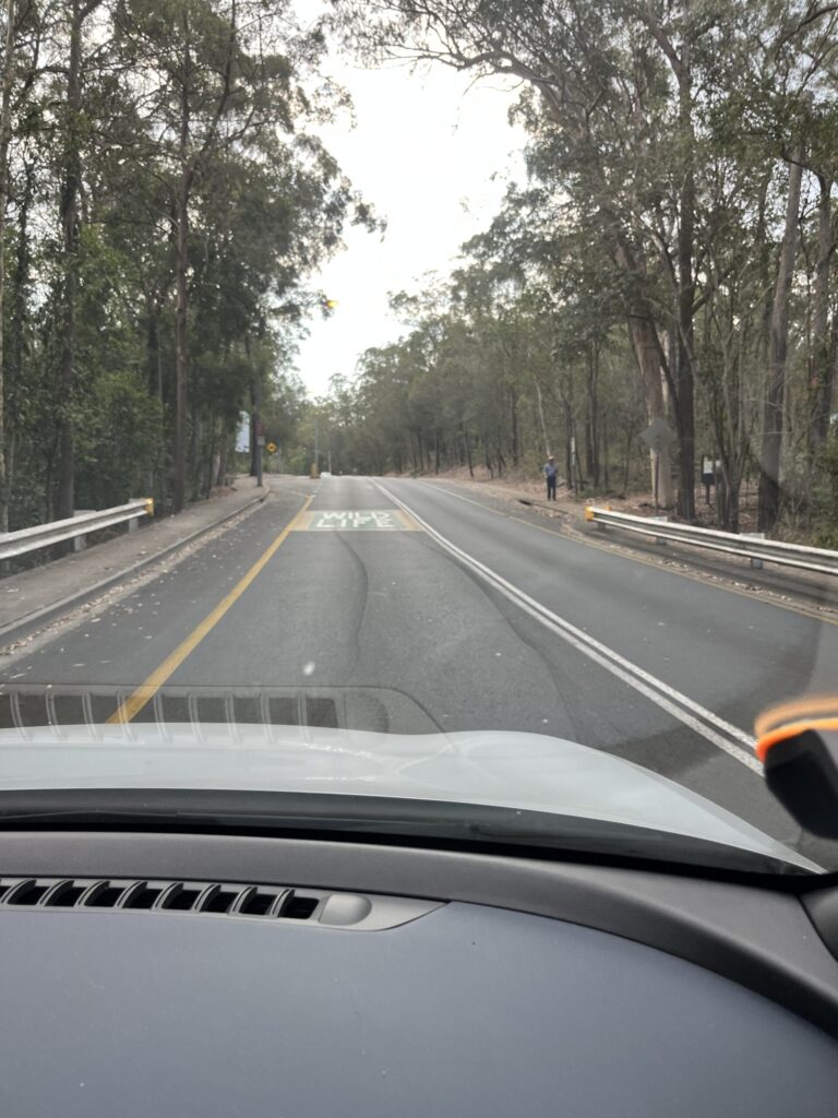格里菲斯大学内森校区环山路，两侧高大树木，黄色野生动物警示牌，远处森林，校园保安