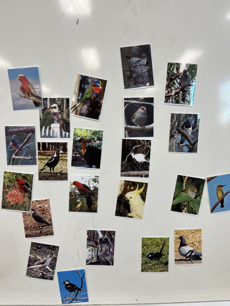 格里菲斯大学内森校区白色展板，展示校园与图希森林鸟类照片