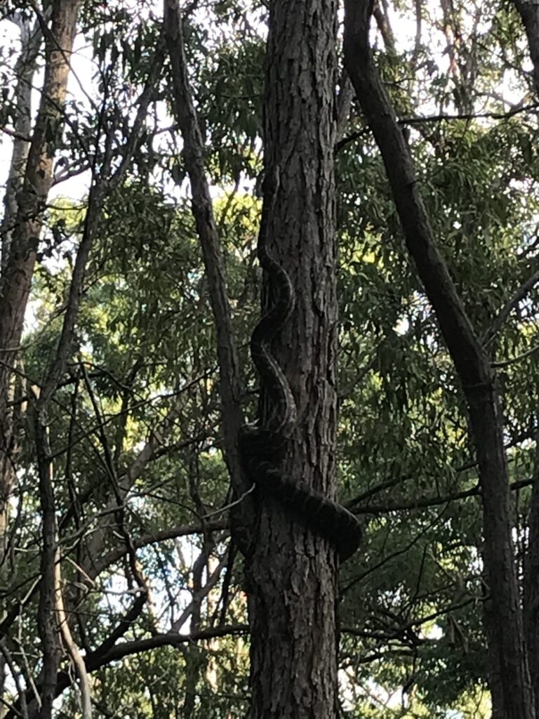 森林步道，树干上一条钻石蟒蛇正在攀爬，听到人声后向上移动，周围绿树成荫