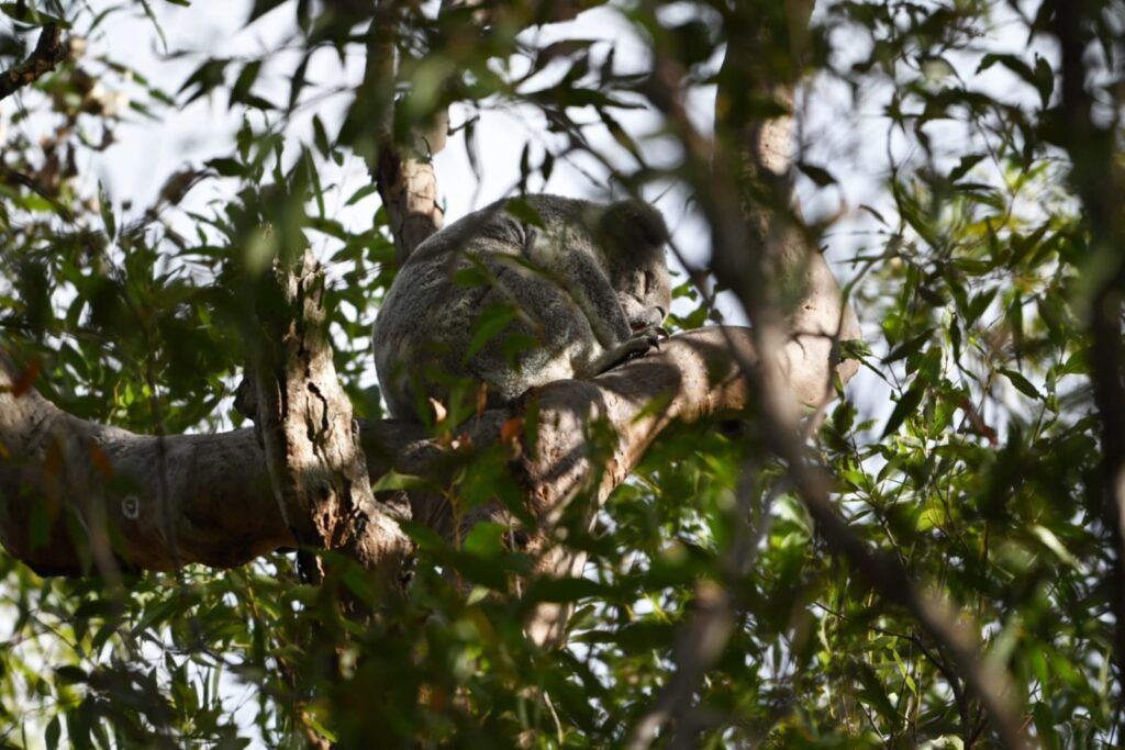 野生考拉在树冠中睡觉，灰色绒毛，抱树枝，被树叶围绕