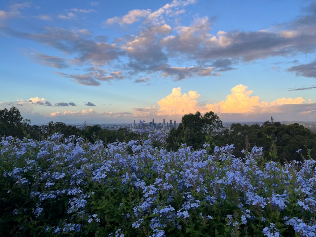 库萨山顶，前景紫色蓝色花丛，中层树冠，远处CBD在天际线，午后天空