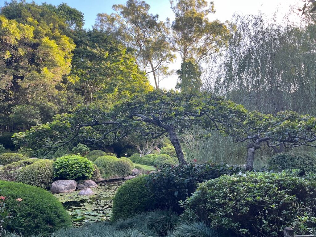 日本花园池塘边大树，远处树顶阳光，前景树荫，天空可见