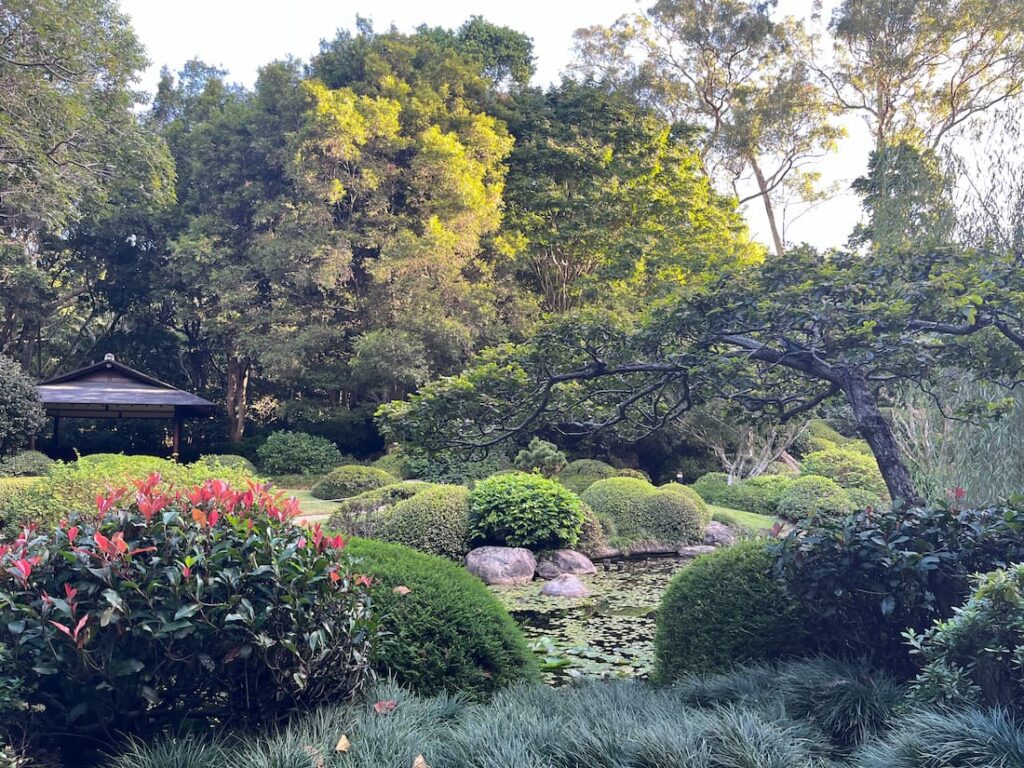 日本花园池塘对岸木亭，前景红叶圆形树篱，独特树木悬水，蓝天阳光
