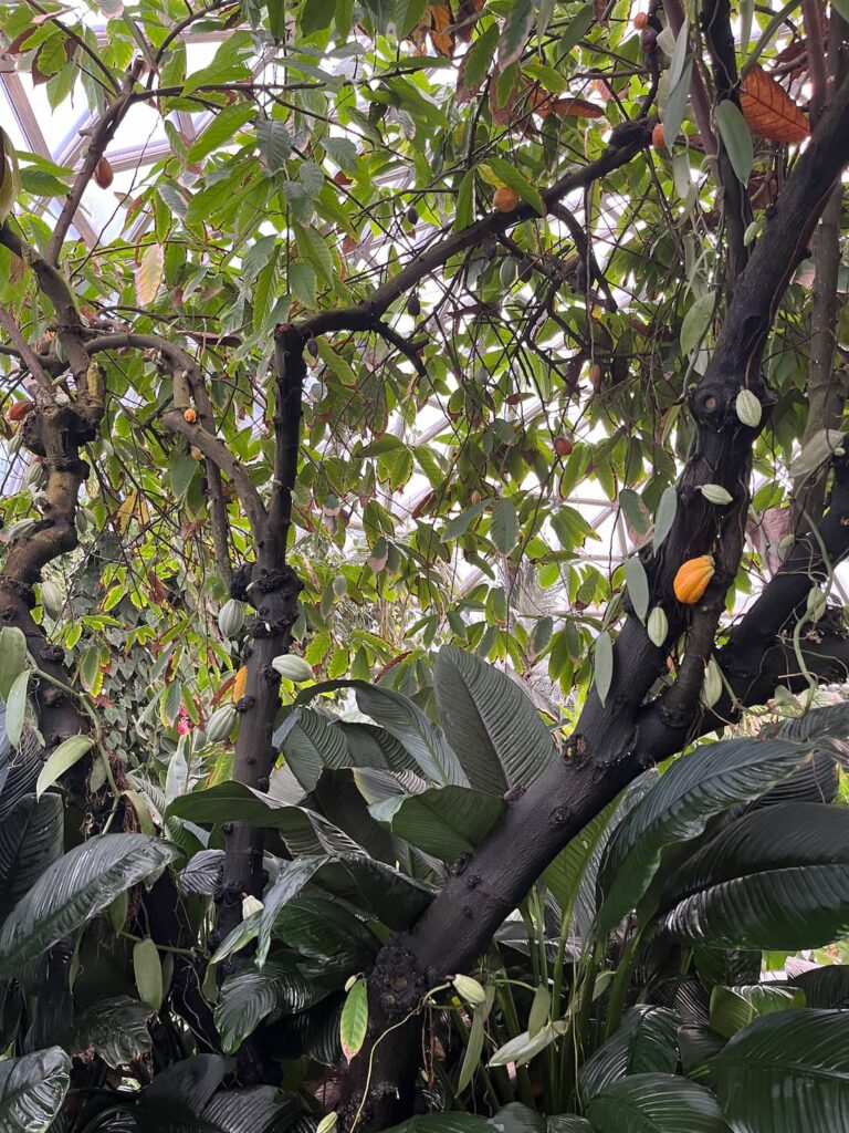 热带雨林温室可可树，两个黄色荚果，巧克力原料植物