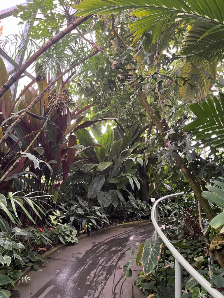 热带雨林温室上坡步道，扶栏，头顶浓密树冠