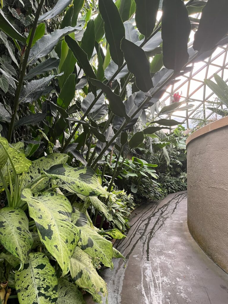 热带雨林温室入口左转，陡峭上坡步道，右侧植物，左侧混凝土墙