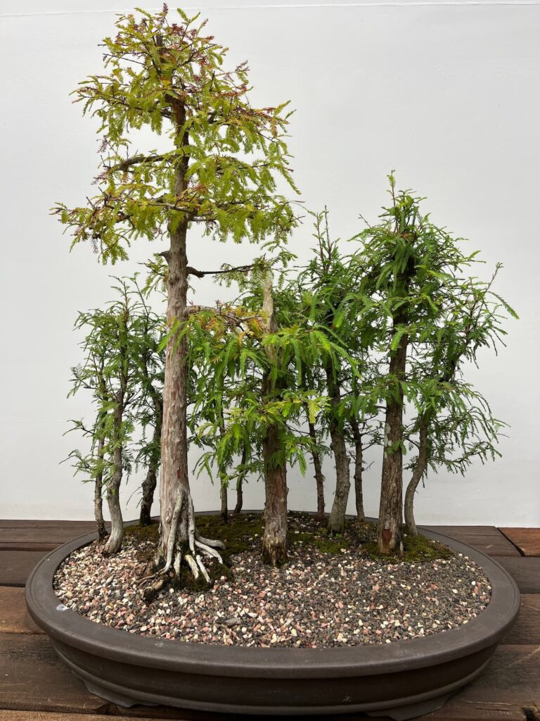 盆栽馆圆形赤陶盆，大型柏类盆景，黄绿叶，身后十棵小树形成密林冠层