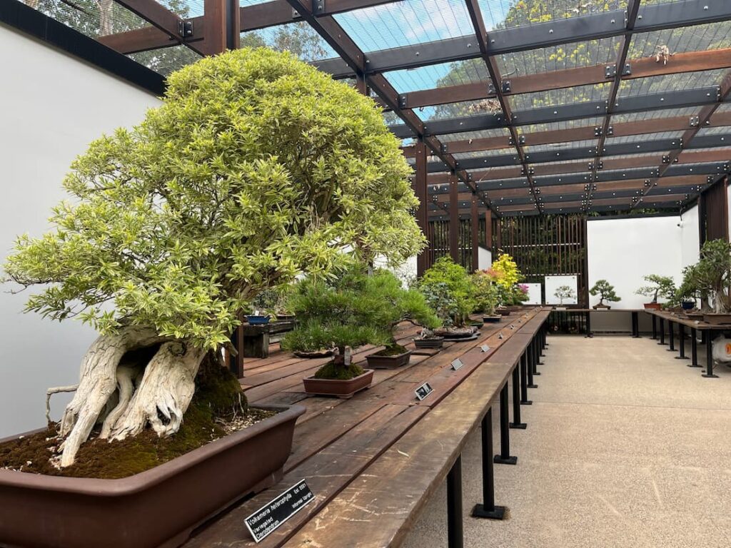 盆栽馆展台长景，左侧古老大树黄绿叶，右侧小树排，墙上与右侧桌更多盆景，透光木屋顶