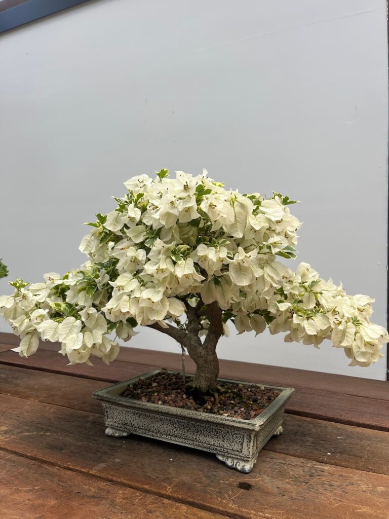 盆栽馆白色方灰盆，木桌白花盆景，白色背景