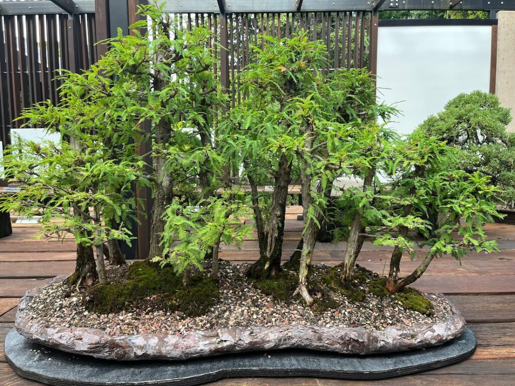 盆栽馆内，多棵盆栽组成的松林，石质台座，苔藓草地