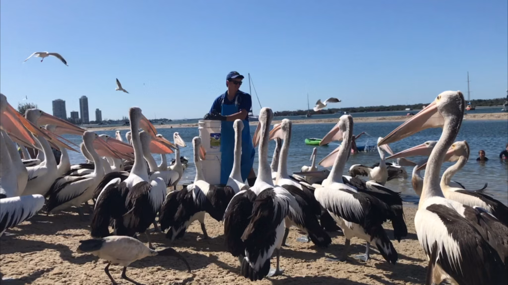 黄金海岸Labrador海滩，鱼贩提鱼桶，鹈鹕群围住等待，白鹮沙中觅食，海鸥盘旋，蓝天泻湖背景