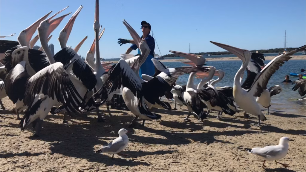 黄金海岸Labrador海滩，鹈鹕展翅仰头争抢空中落鱼，前景海鸥等待残食